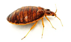 Bed Bugs