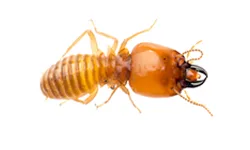 Subterranean Termites
