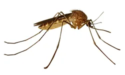Mosquitoes