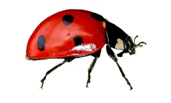 Lady Bugs