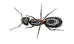 Carpenter Ants