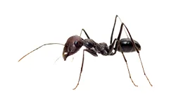 House Ants