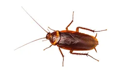 American Cockroach