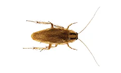 German Cockroach