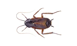 Oriental Cockroach