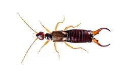 Earwigs