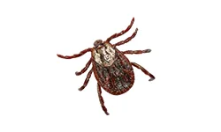 Brown Dog Tick