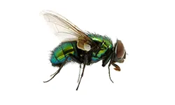 House Fly