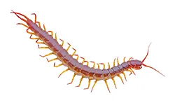 Millipedes